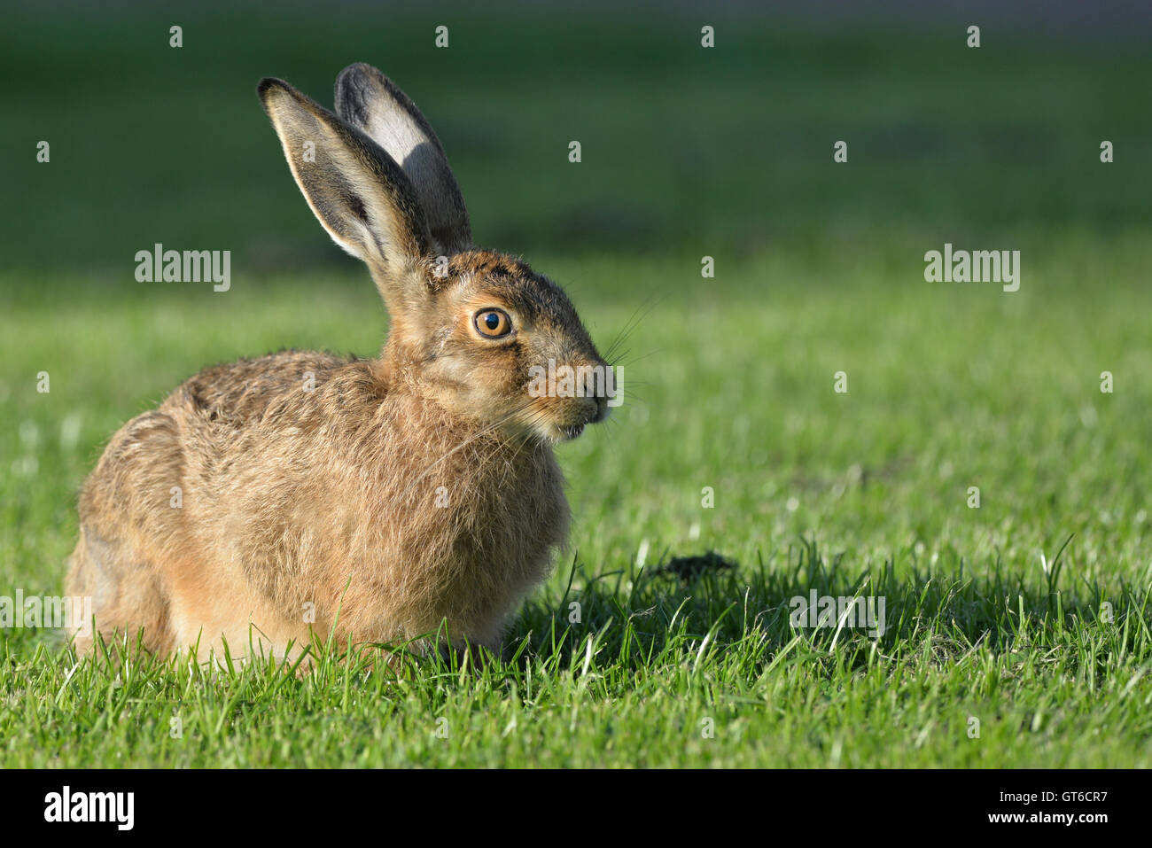 Brown Hare Stock Photo