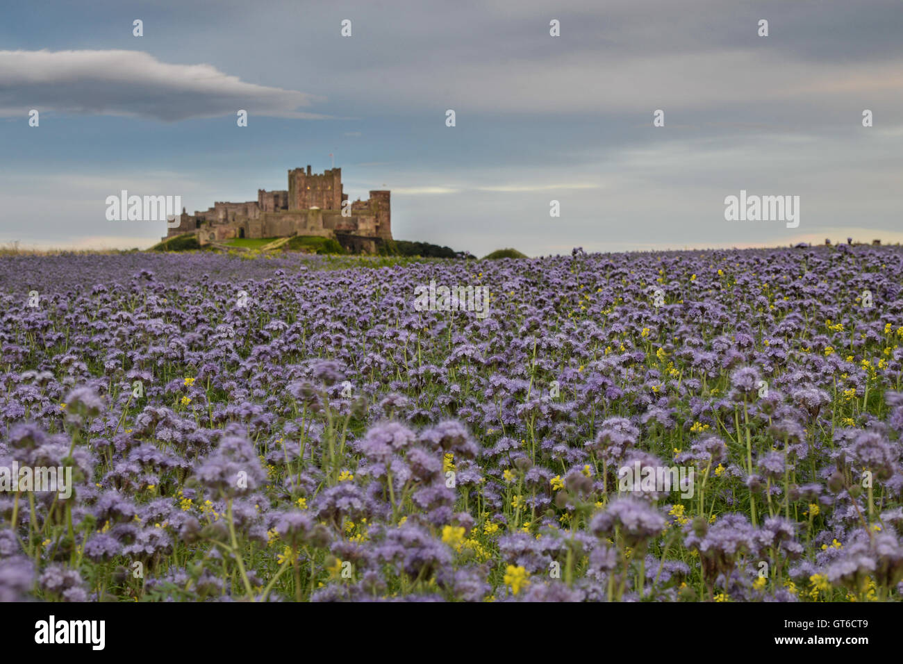 bamburgh, castle, northumberland, sea, coast, sand, england, beach, architecture, uk, dunes, ancient, landscape, north, outdoors Stock Photo