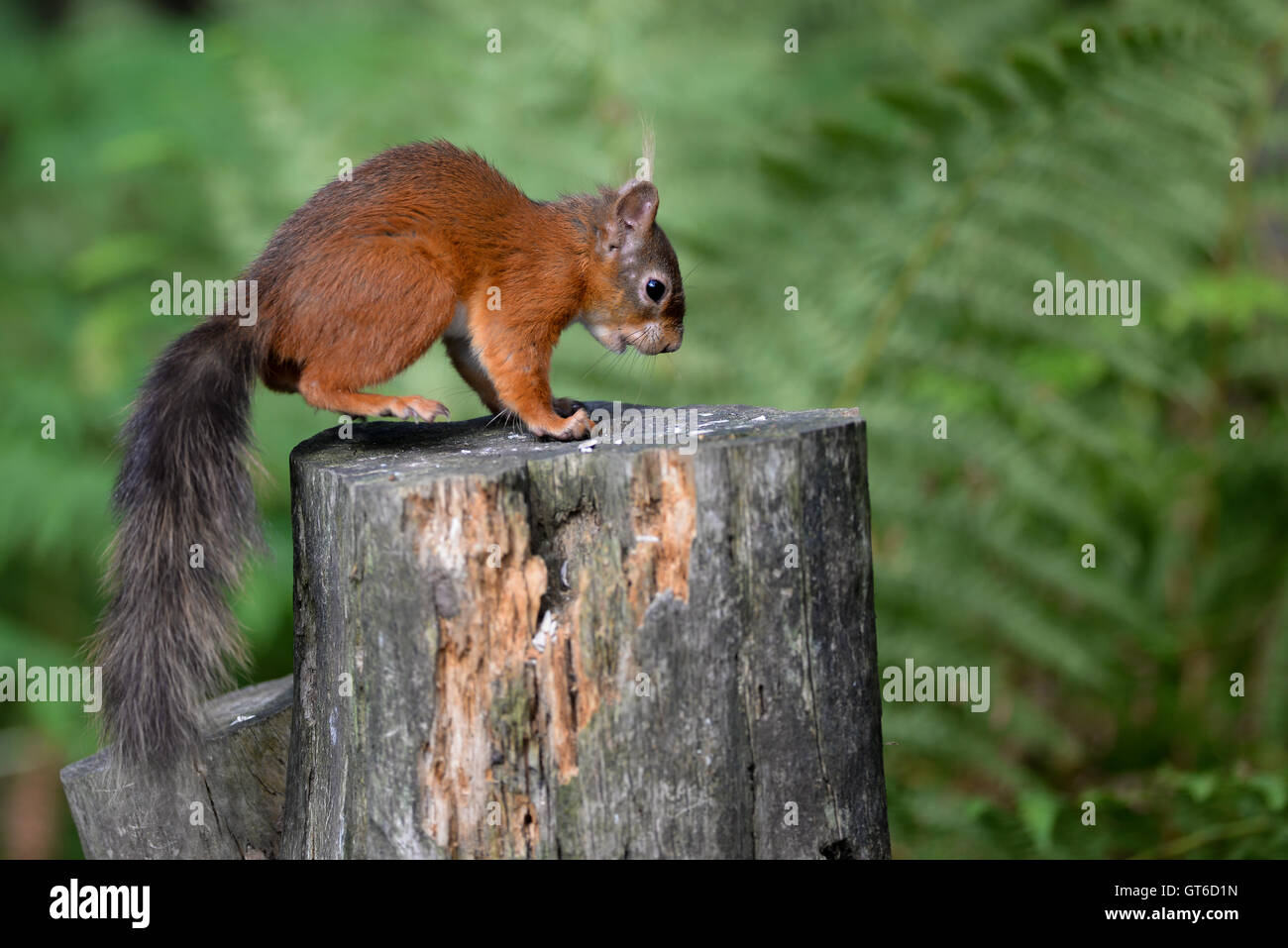 red squirrel, tuft, wild, animal, forest, nature, tree, creature, fluffy, eurasian, furry, nut, beauty, outdoor, funny, wood, ea Stock Photo
