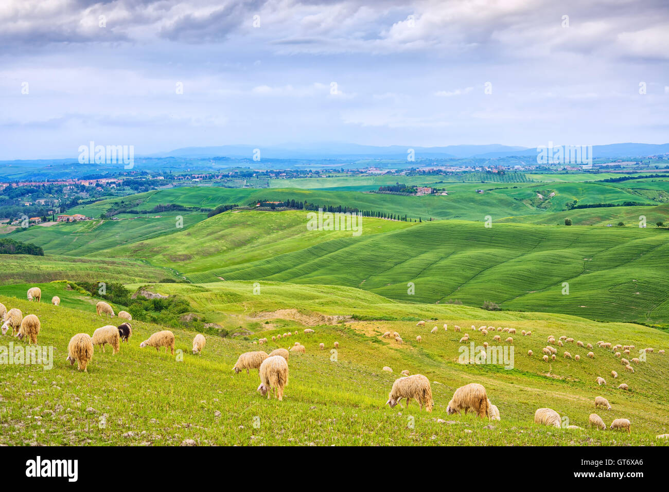 Sheeps grazing in green fields in Orcia Valley, rolling hills on ...