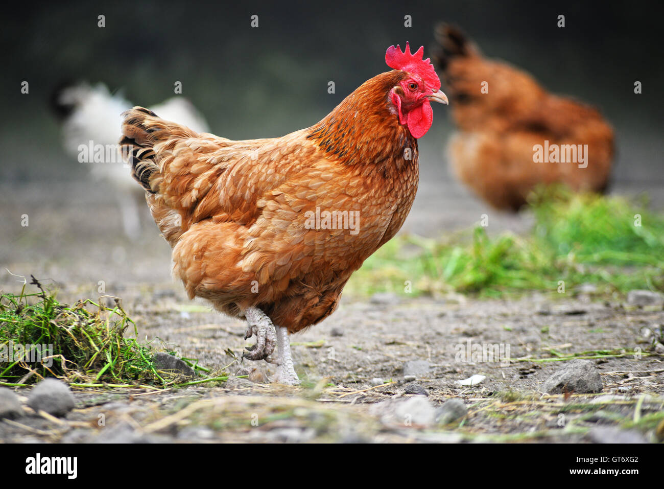 Chickens on traditional free range poultry farm. Stock Photo