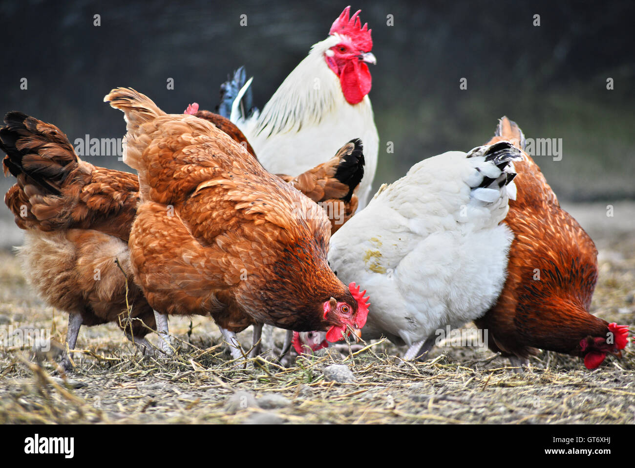 Chickens on traditional free range poultry farm Stock Photo Alamy