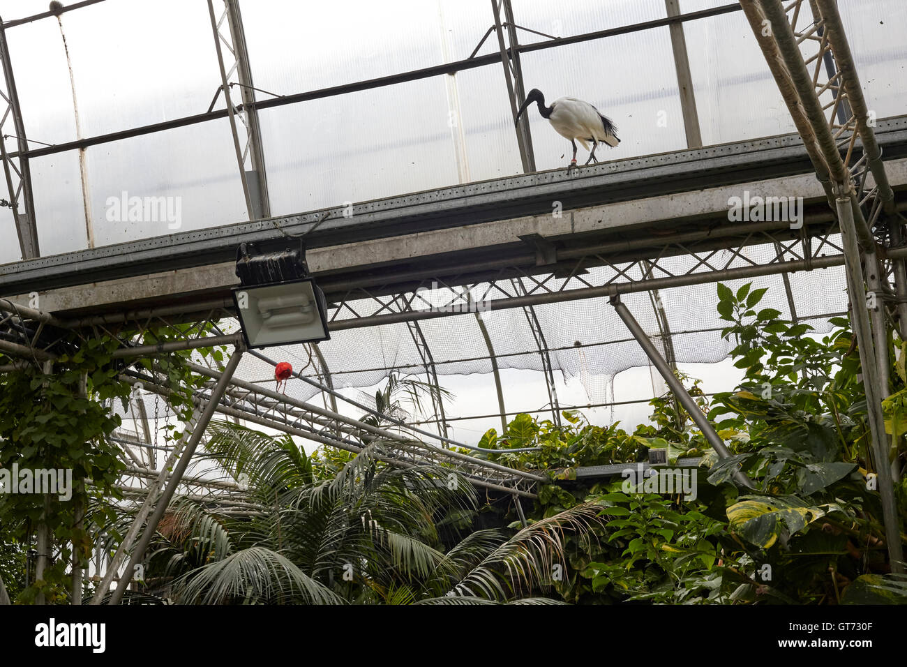 tropical birds in captivity Stock Photo Alamy