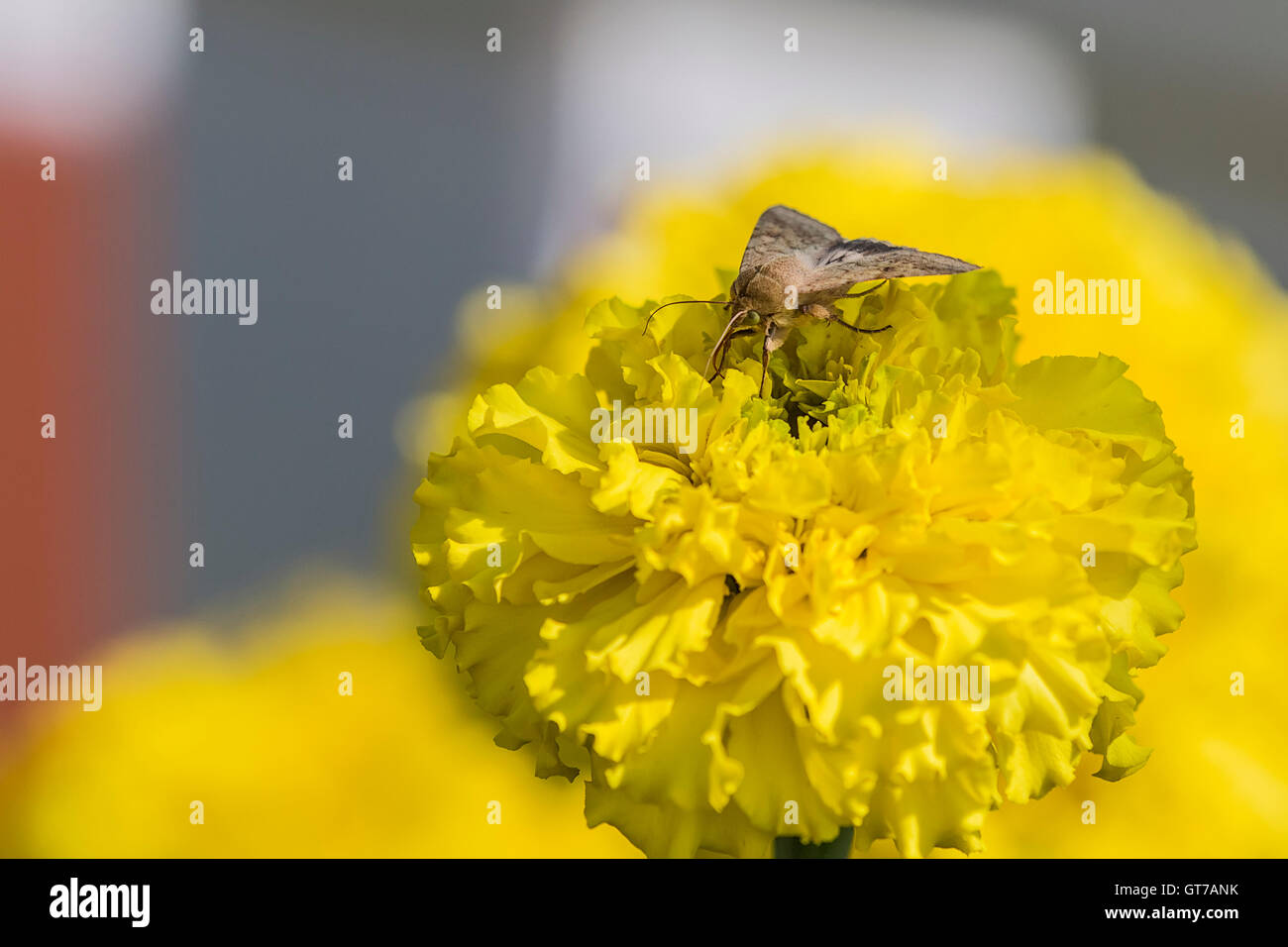 Moth on yellow flower Garofano d'India (Tagetes patula) Stock Photo