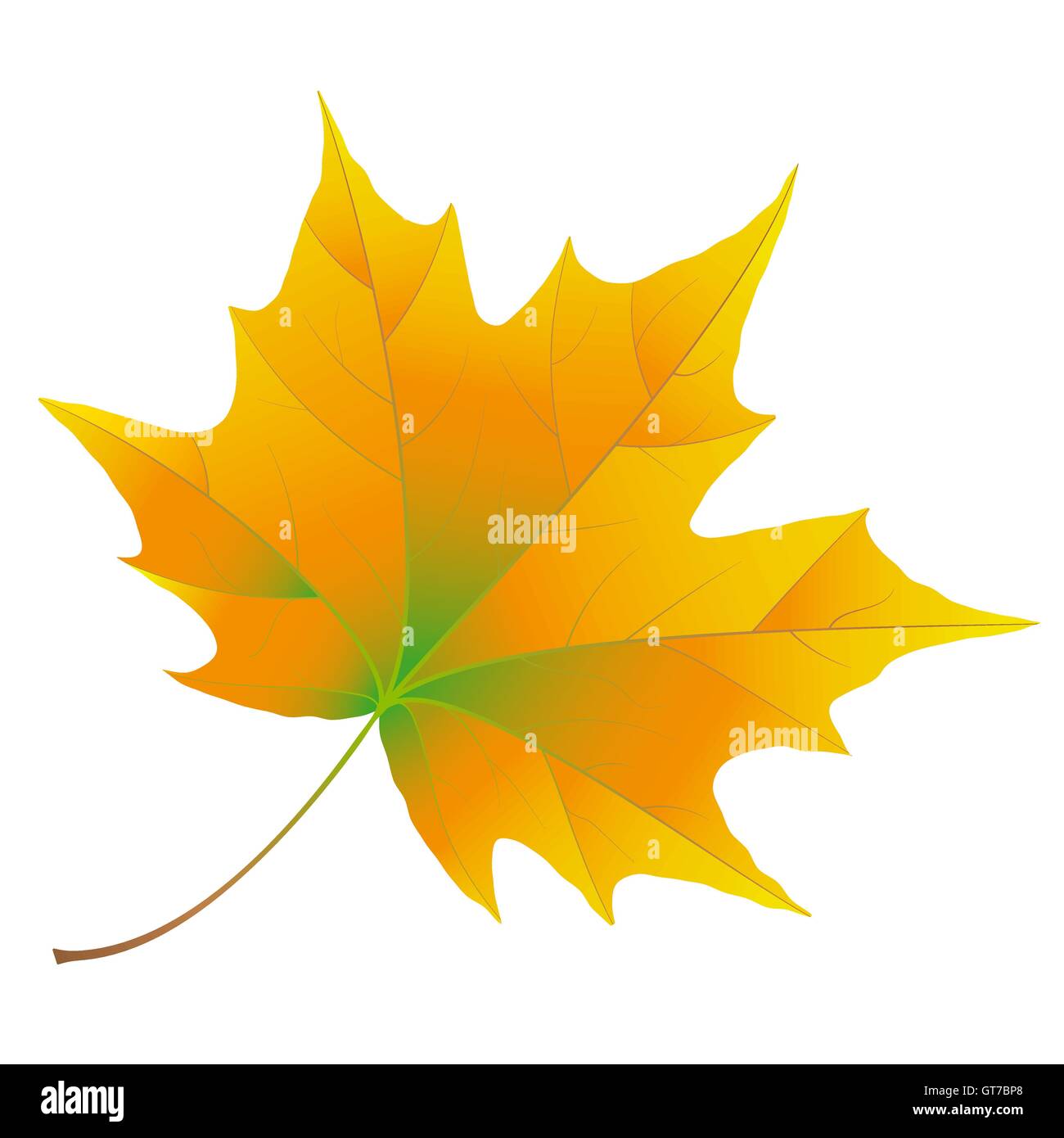 Orange Autumn maple leaf isolated on white background Stock Vector ...