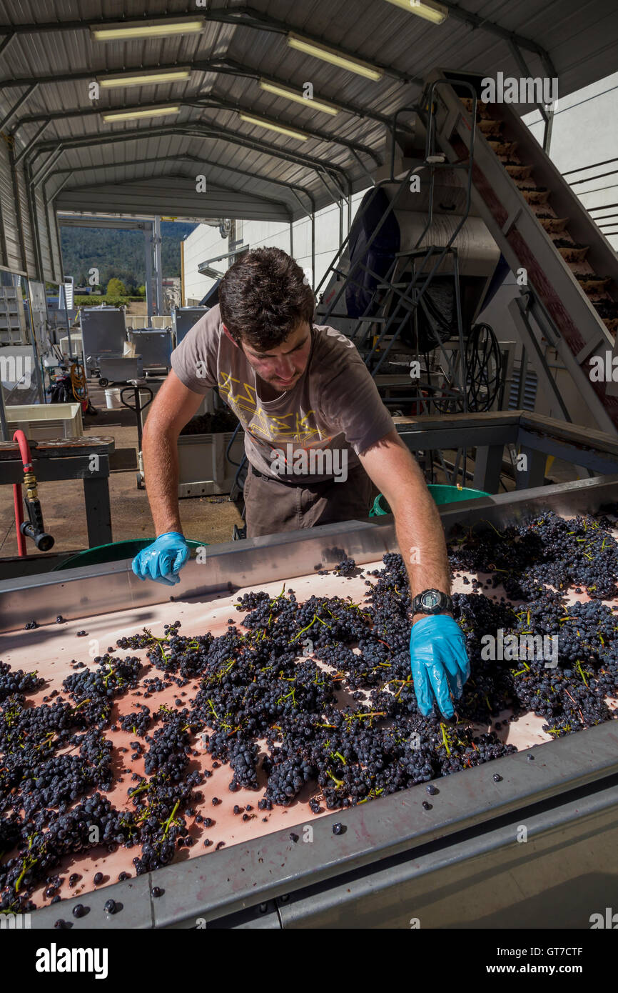 Worker sorting grapes, crush pad, after destemming, Hall Winery, Napa Valley, Napa County