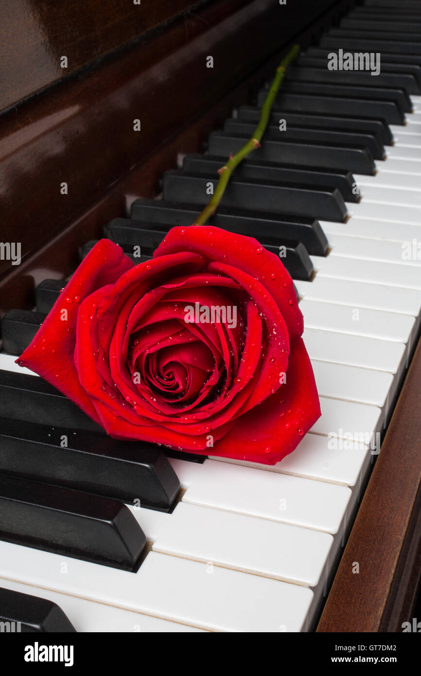 Red Rose Piano Romance Stock Photo