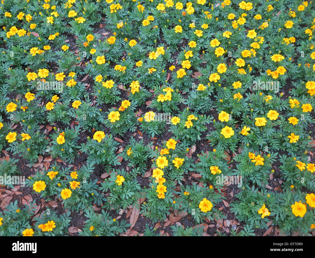 A large bunch of Dwarf French marigolds Stock Photo