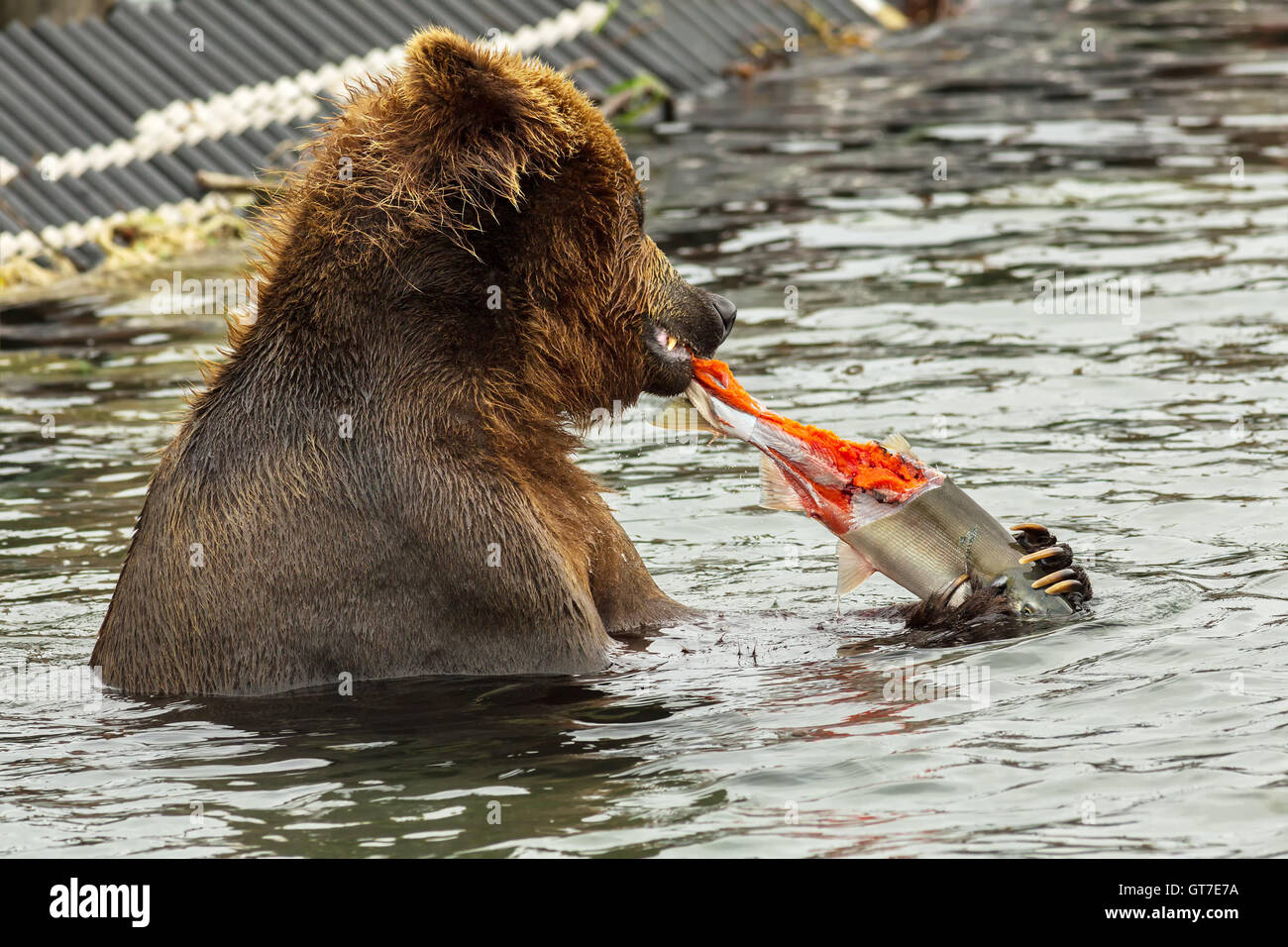 Brown bear eating a salmon caught in Kurile Lake Stock Photo - Alamy
