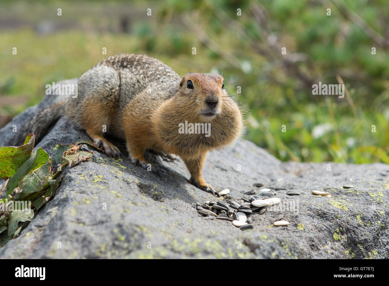 Arctic ground squirrel eating seeds on rock. Kamchatka. Stock Photo
