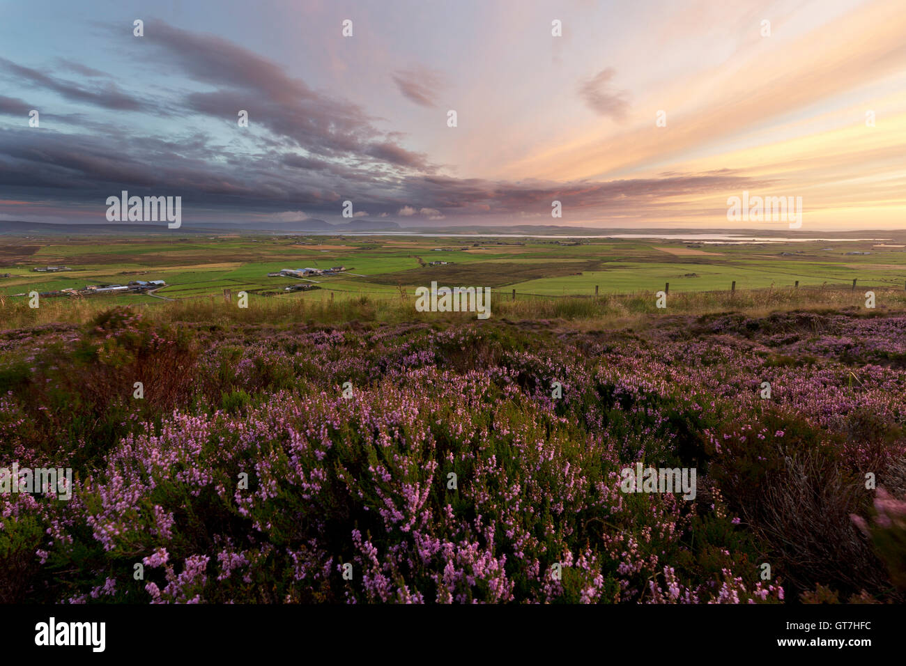 Orkney heather Stock Photo