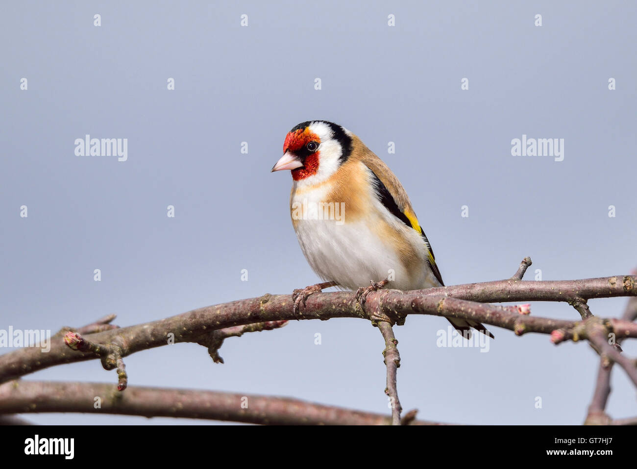 Goldfinch Stock Photo