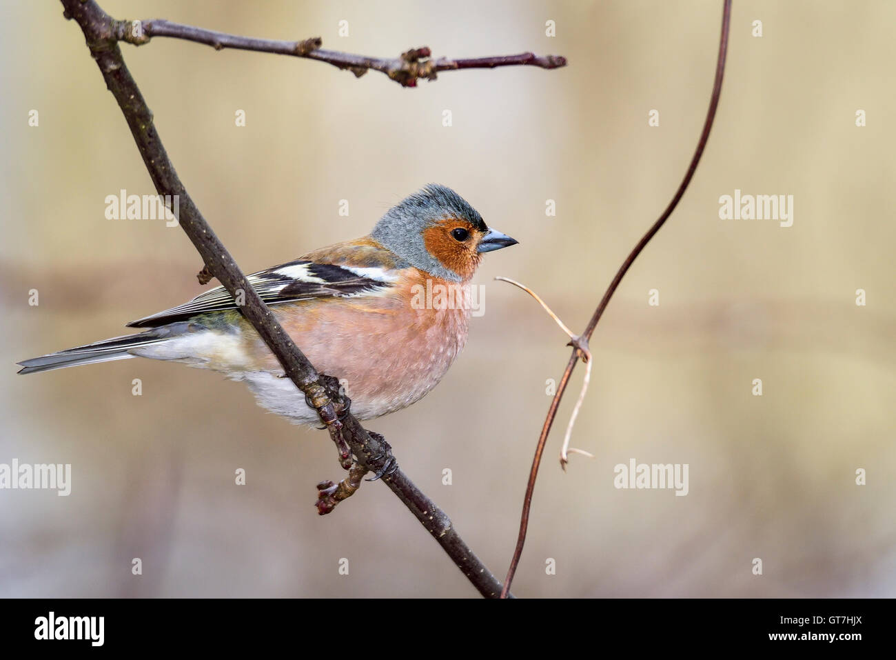 Common chaffinch Stock Photo