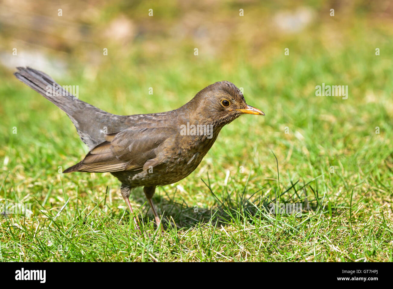 Blackbird Stock Photo