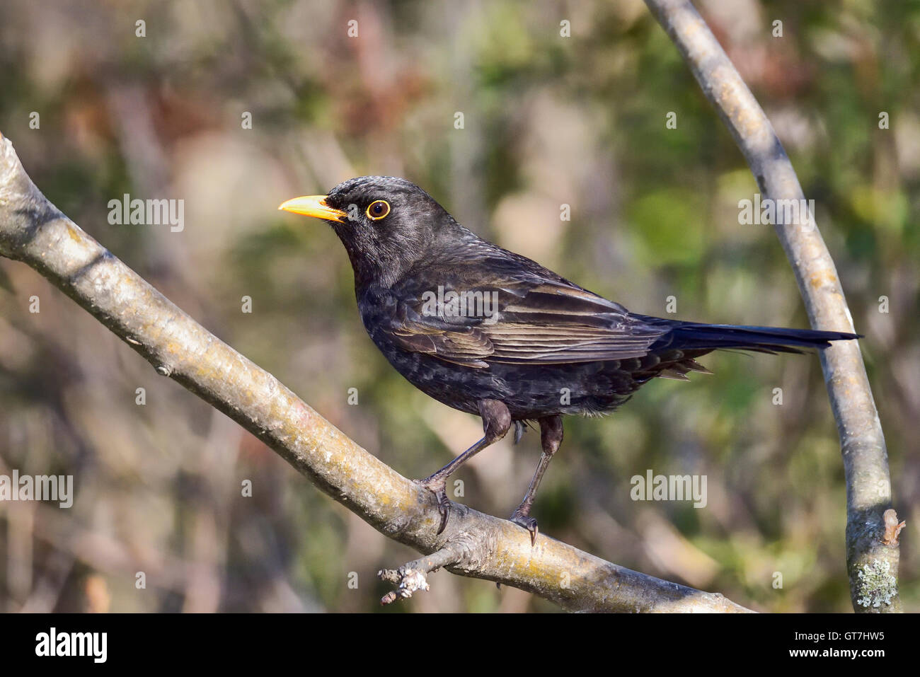 Blackbird Stock Photo
