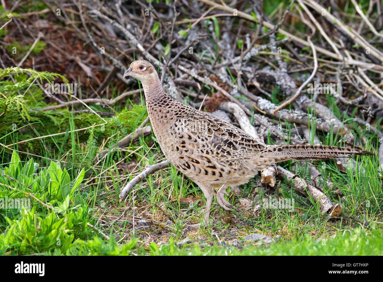 Common pheasant Stock Photo
