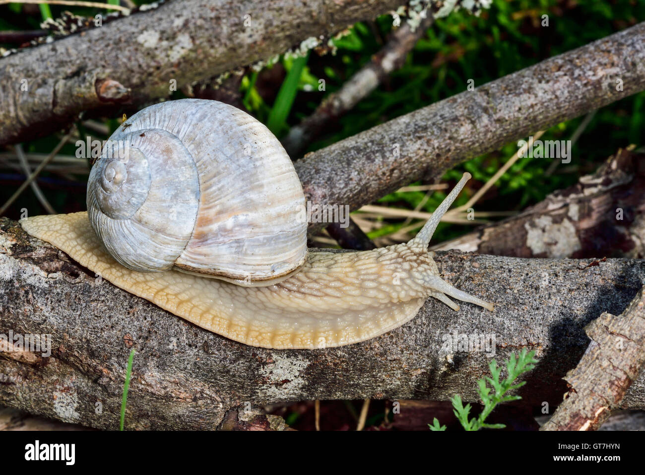 Roman snail Stock Photo - Alamy