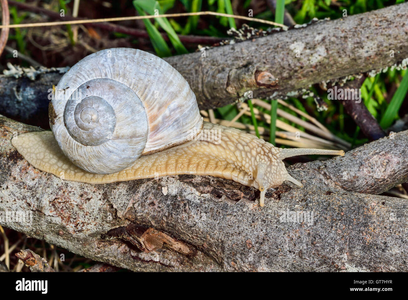 Roman snail Stock Photo - Alamy