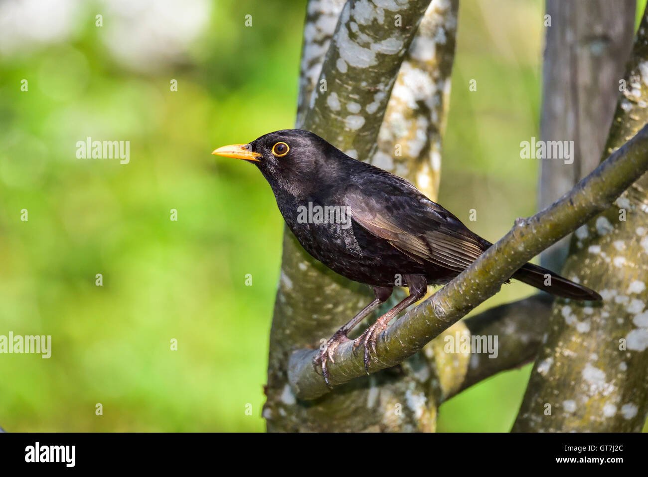 Blackbird Stock Photo