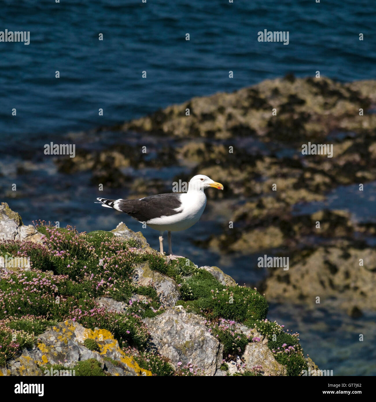Great Black Backed Gull, Larus Marinus on sea cliffs at Pig's Paradise on the Isle of Colonsay, Scotland, UK. Stock Photo