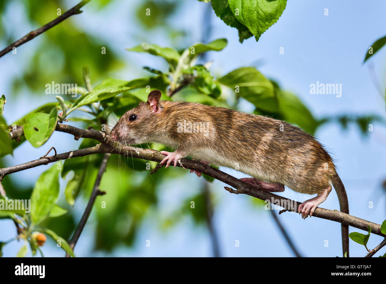 Norway rat hires stock photography and images Alamy