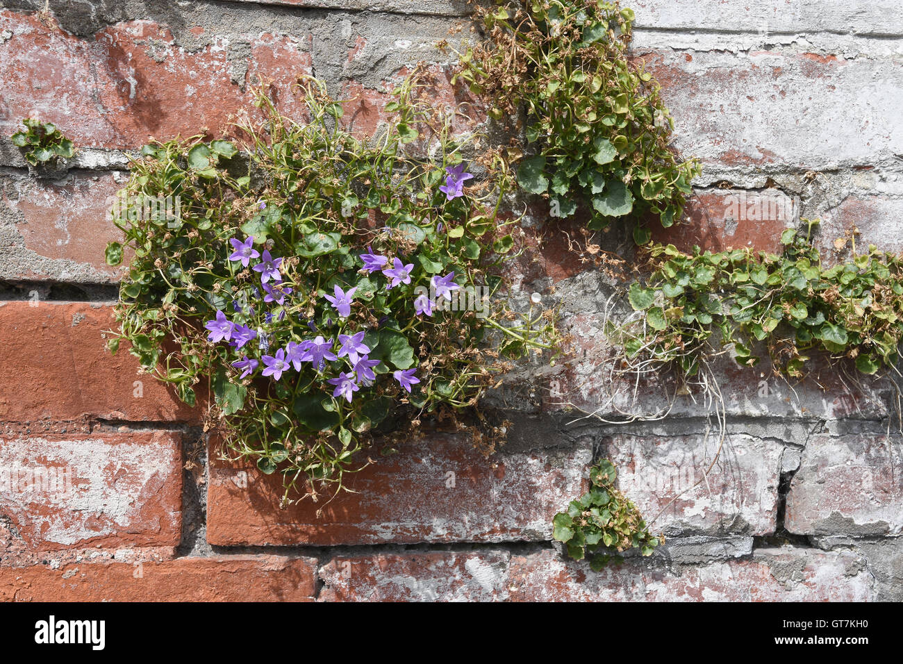 Flowers growing on a brick wall in Ilminster,Somerset,UK Stock Photo