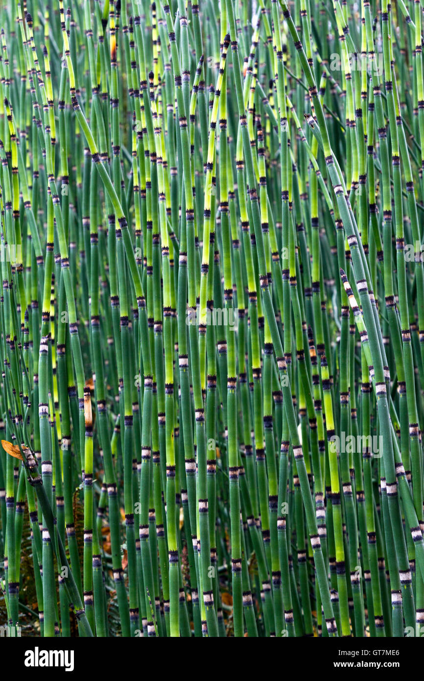 American horsetail (Equisetum robustum Stock Photo Alamy