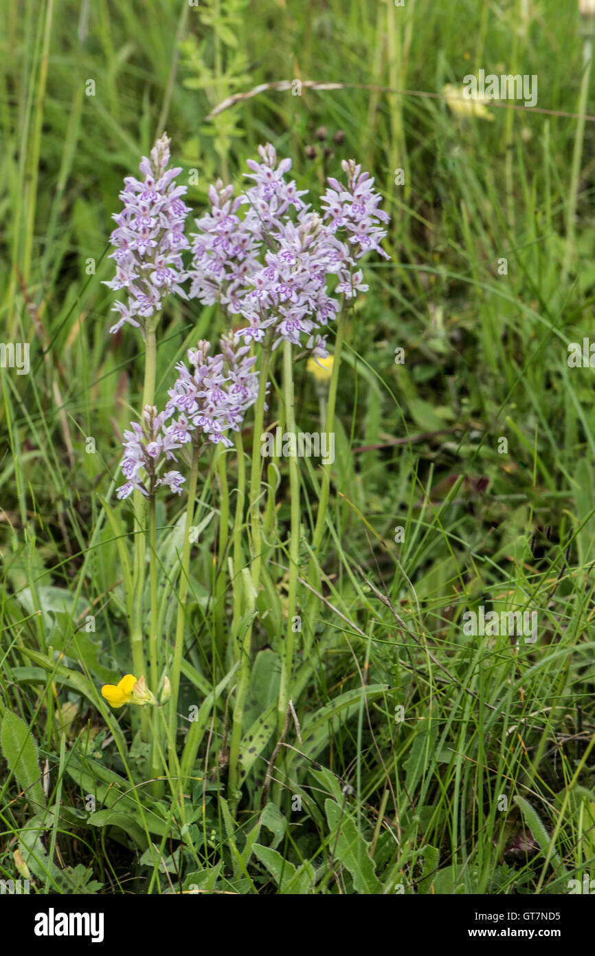 Dactylorhiza fuchsii, Common Spotted Orchid growing on Chalk Downland ...