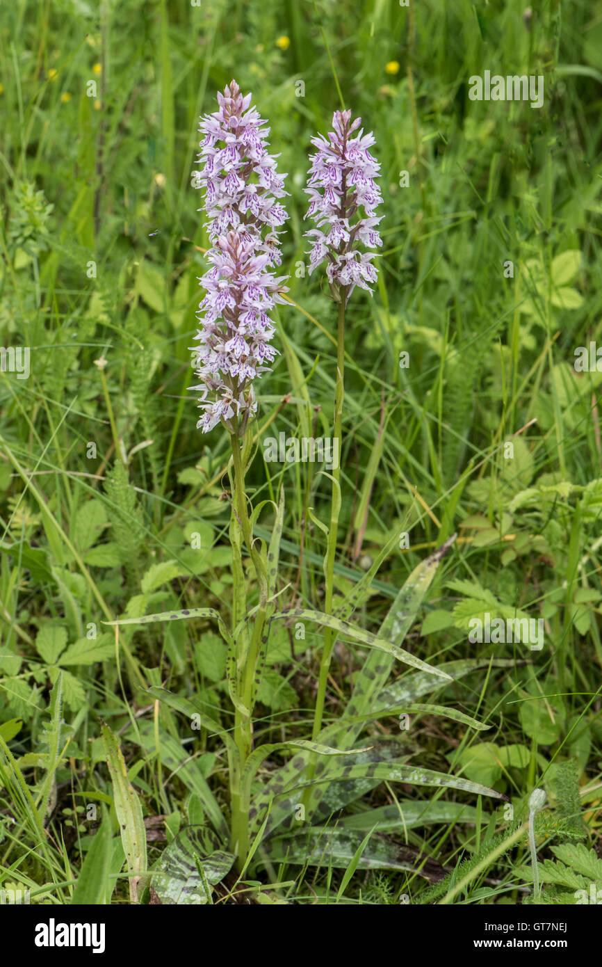 Dactylorhiza fuchsii, Common Spotted Orchid growing on Chalk Downland ...