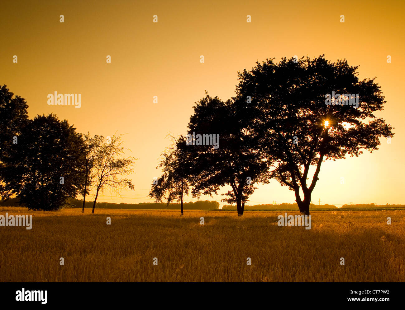 Nature photography of beautiful trees during sunset Stock Photo - Alamy
