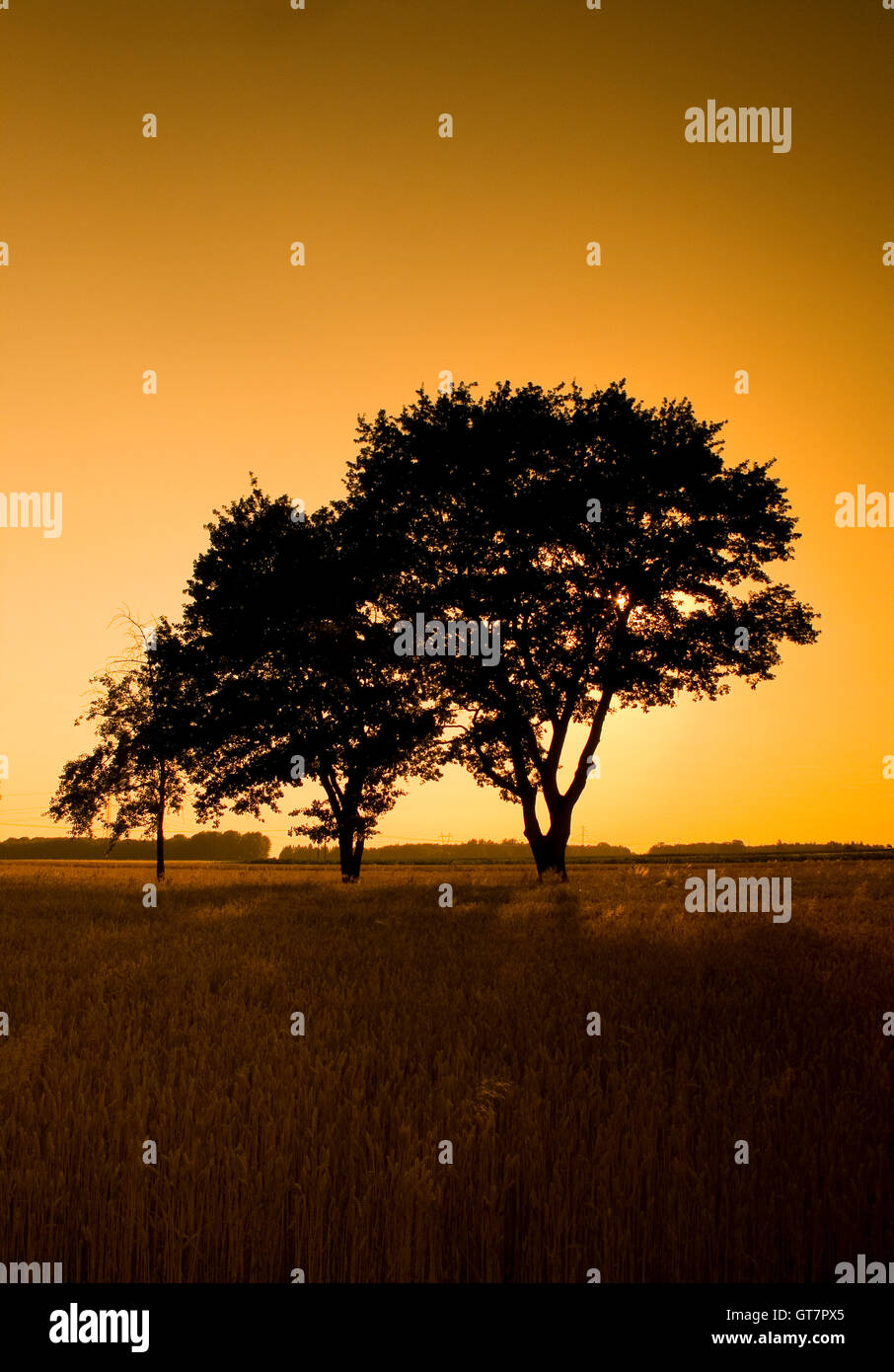 Nature photography of beautiful trees during sunset Stock Photo - Alamy
