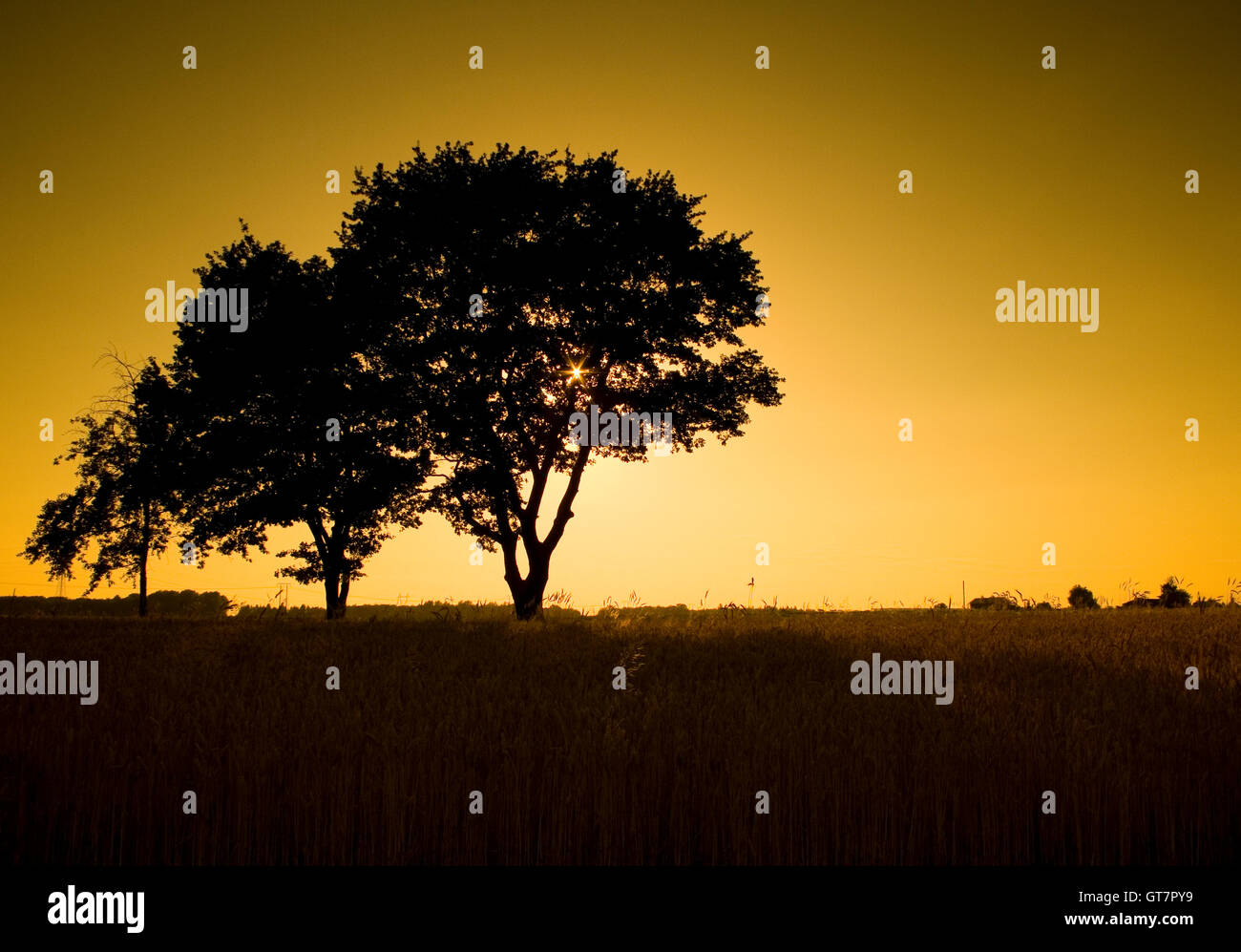 Nature photography of beautiful trees during sunset Stock Photo - Alamy