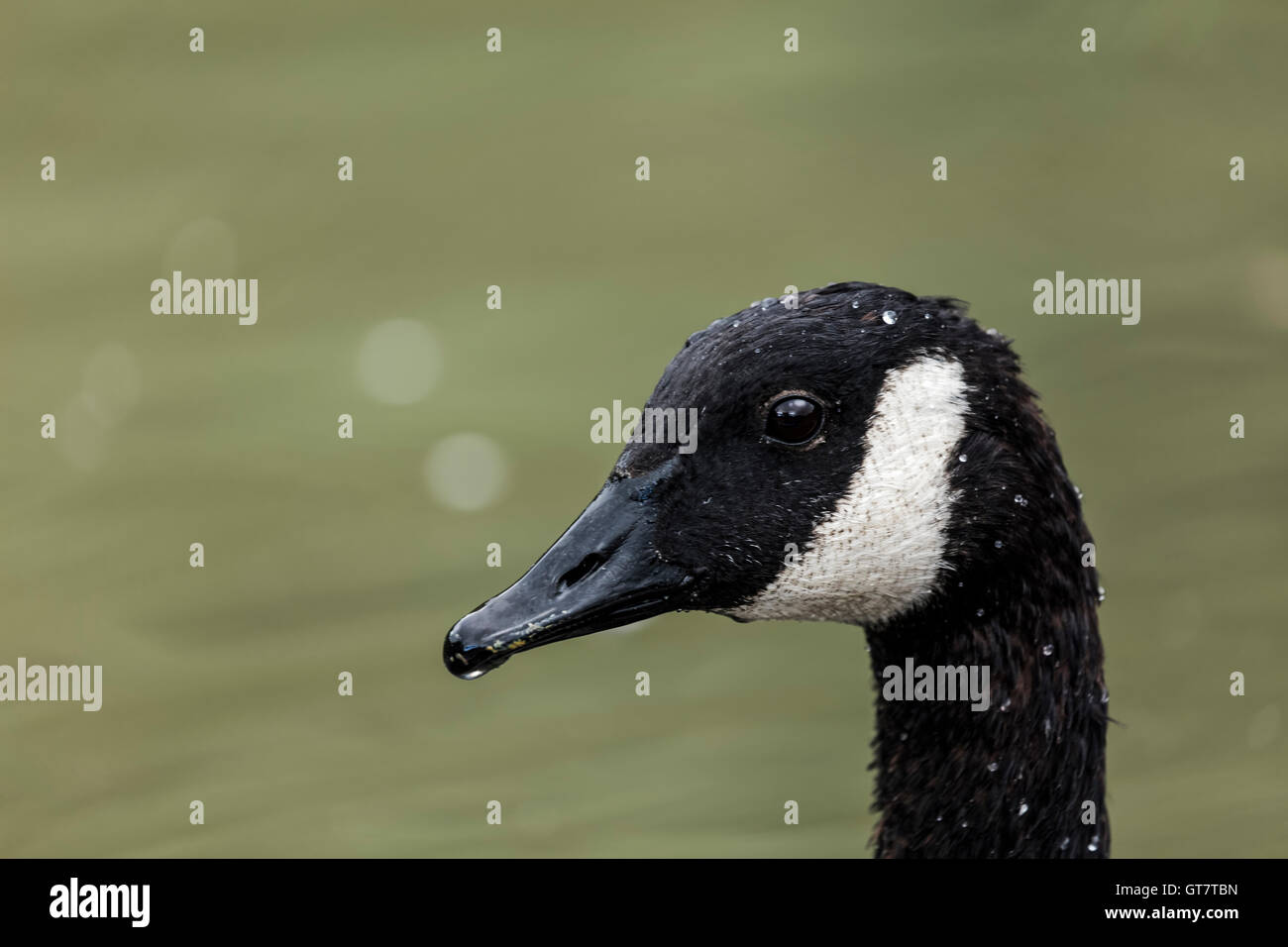 Head of Canada Goose with isolated background and side area Stock Photo