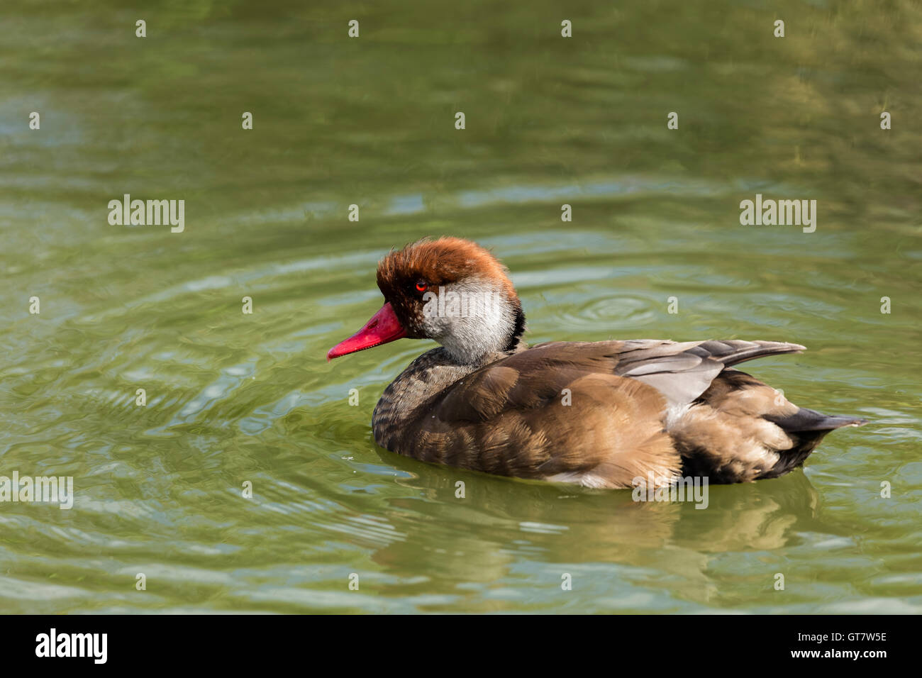 Duck of some sort with a bright red beak and brown head and feathers on the water Stock Photo