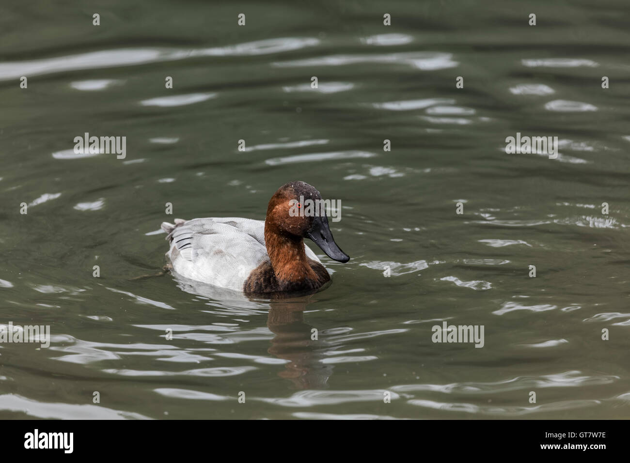 Brown headed duck with grey plumage swimming on a pond with an isolated ...