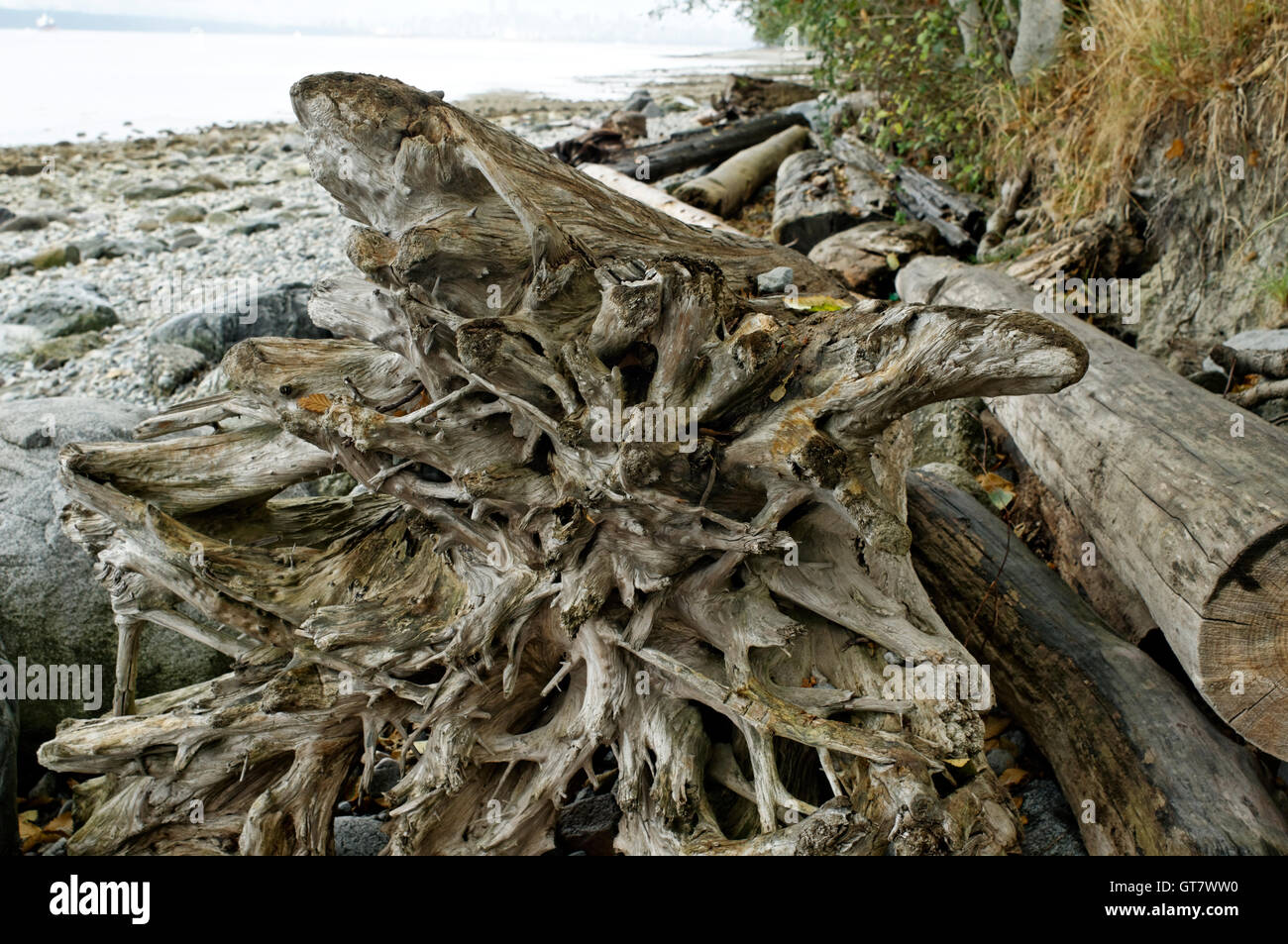 Driftwood logs beach hi-res stock photography and images - Alamy
