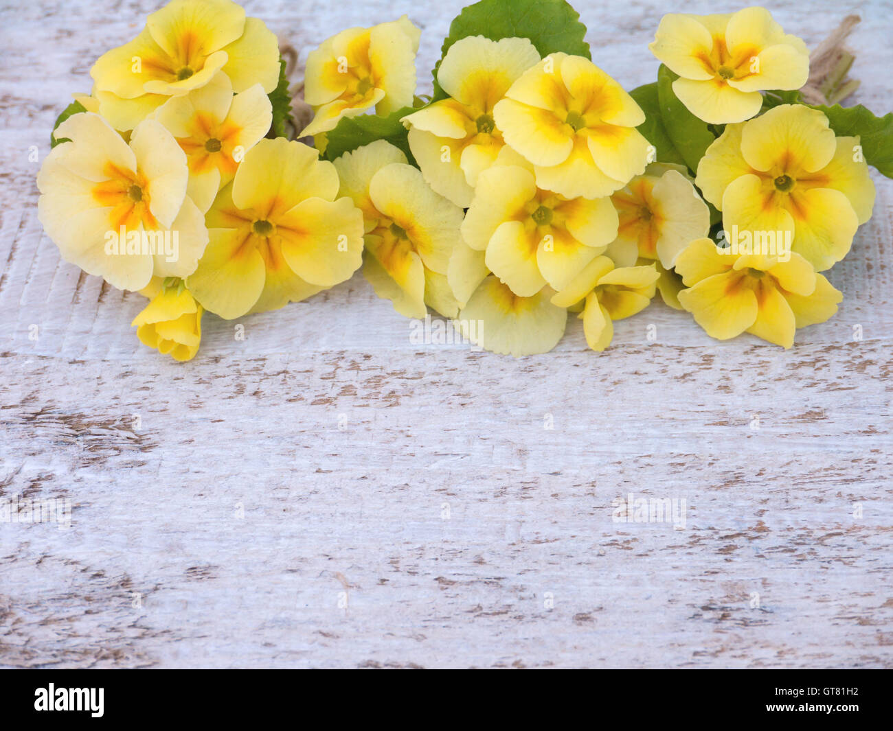 Yellow primrose flowers bouquets on the white rough painted background Stock Photo