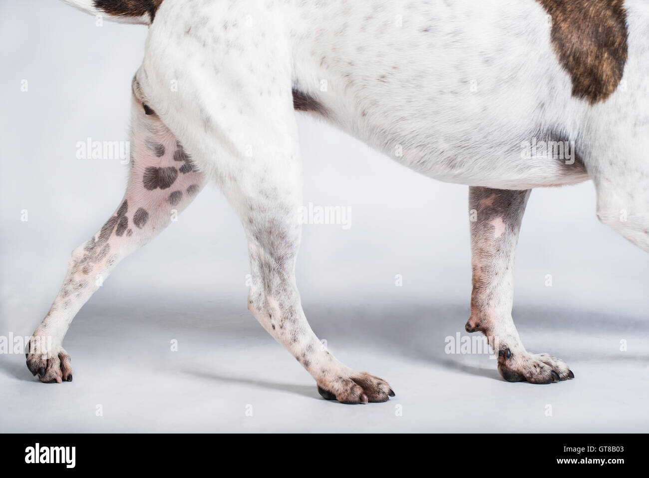 An American Bulldog walking during a studio shoot. Stock Photo