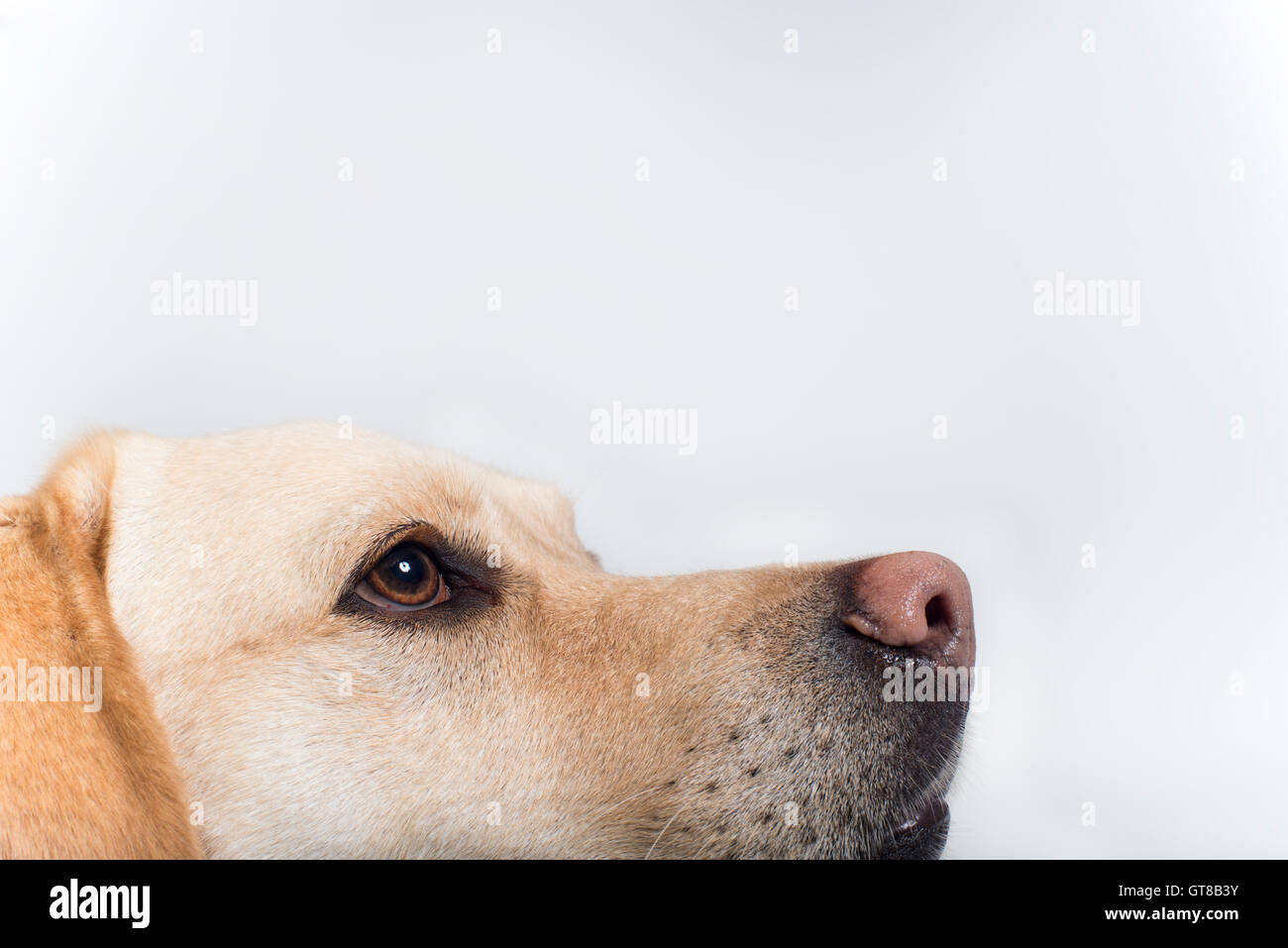 Half-head portrait of a Golden Labrador Stock Photo