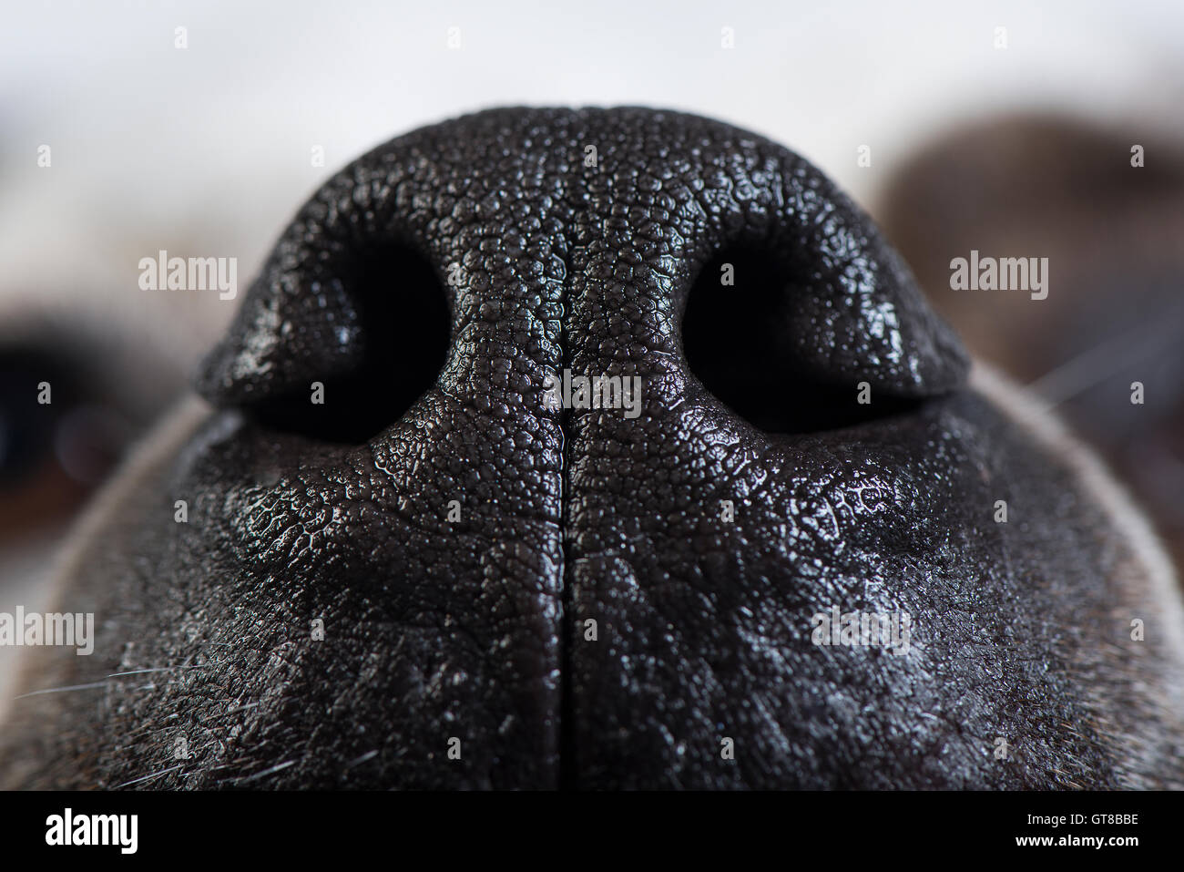 Close up of an American Bulldog's nose Stock Photo
