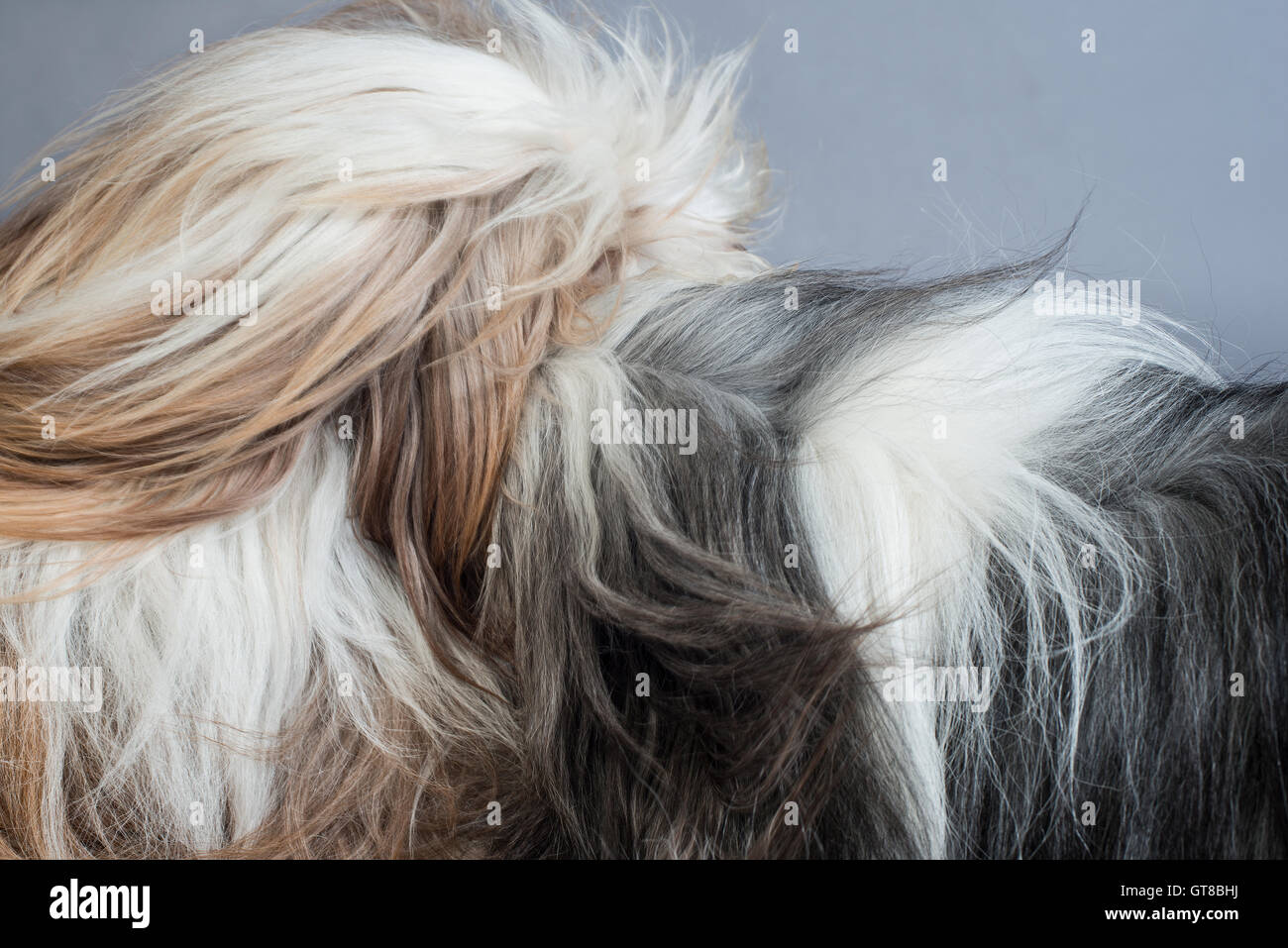 Two Rough Collies play during a studio session Stock Photo