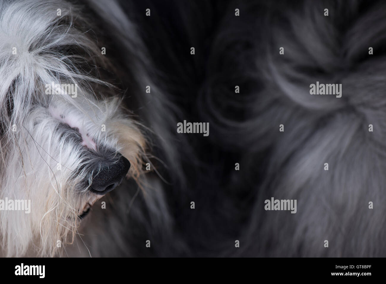 Portrait of a Bearded Collie, looking down onto the dog. Stock Photo