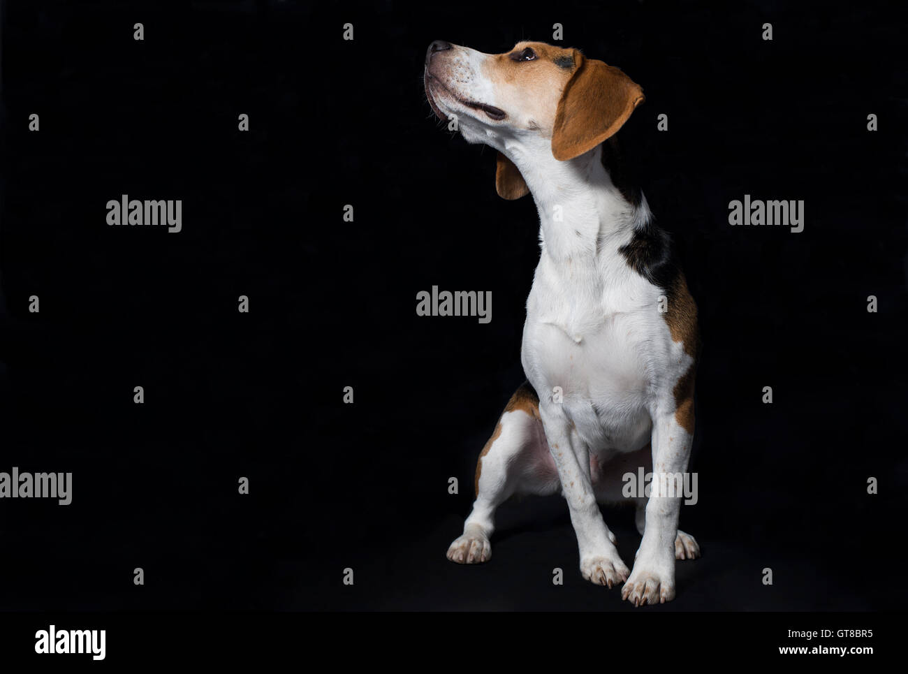 Portrait of a Beagle puppy standing proud, looking upwards Stock Photo