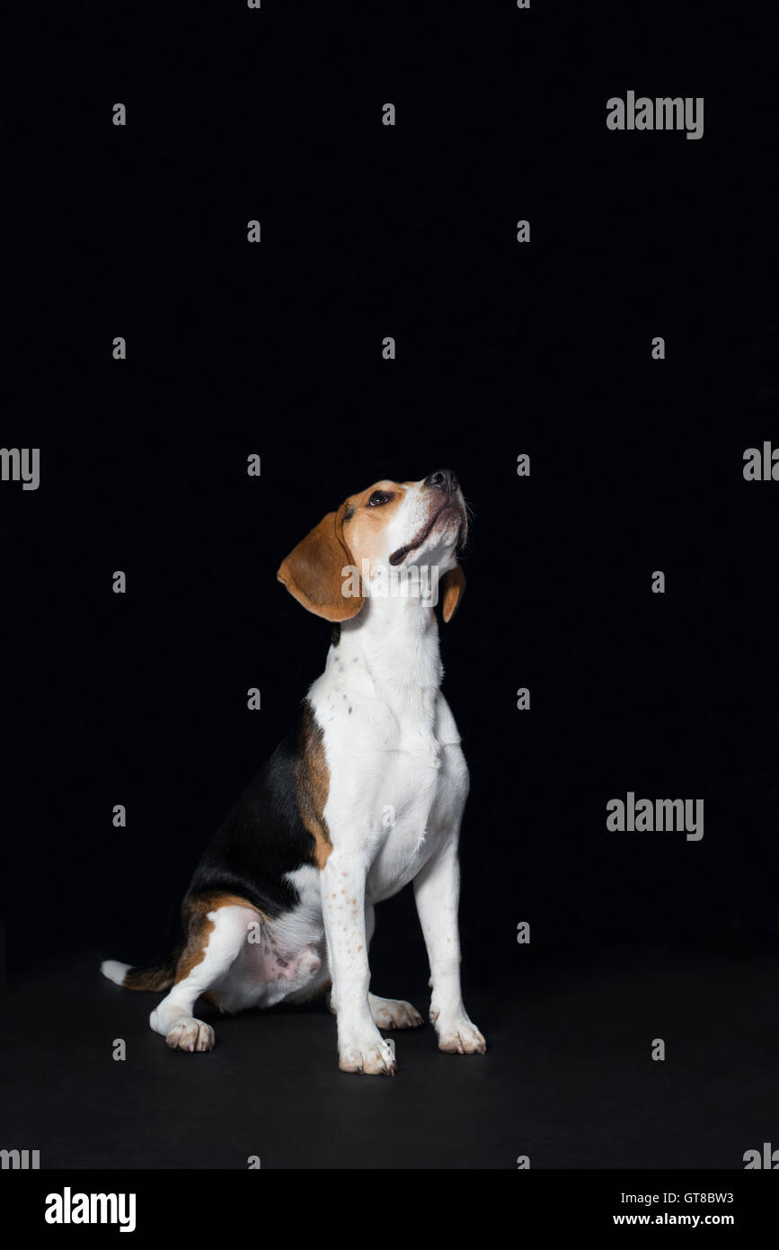 Portrait of a Beagle puppy looking upwards Stock Photo