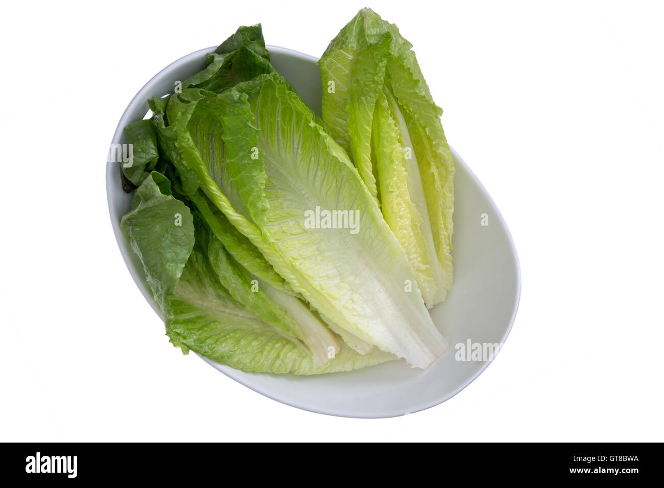 Close up Clean Washed Fresh Healthy Romaine Lettuce on White Bowl, Isolated on White Bowl Stock