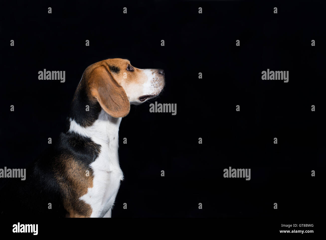 A profile portrait of a Beagle Puppy Stock Photo