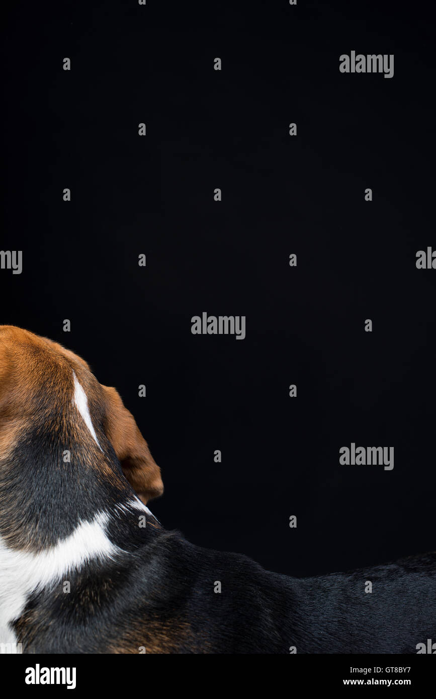 Abstract portrait of the head and back of a Beagle Puppy. Stock Photo