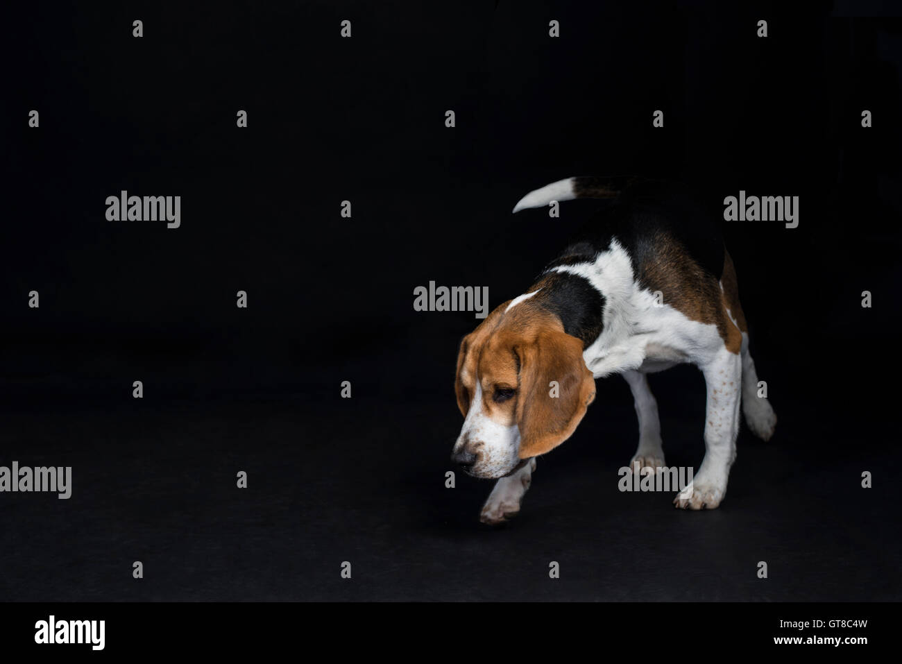Barney, a Beagle puppy, exhibits typical Beagle sniffing behaviour during a studio session. Stock Photo