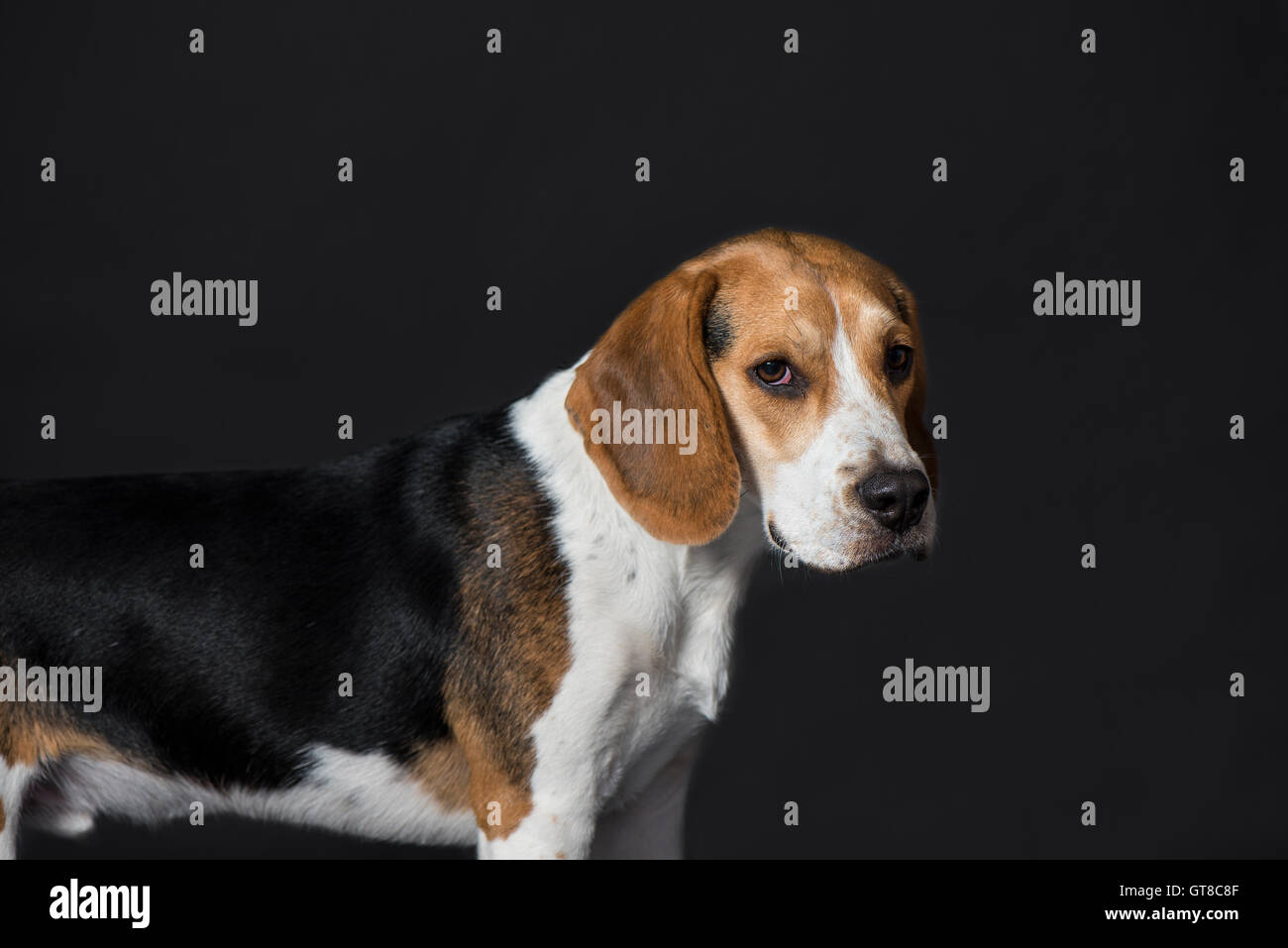 A quiet portrait of Barney, a Beagle puppy, taken during his studio session. Stock Photo