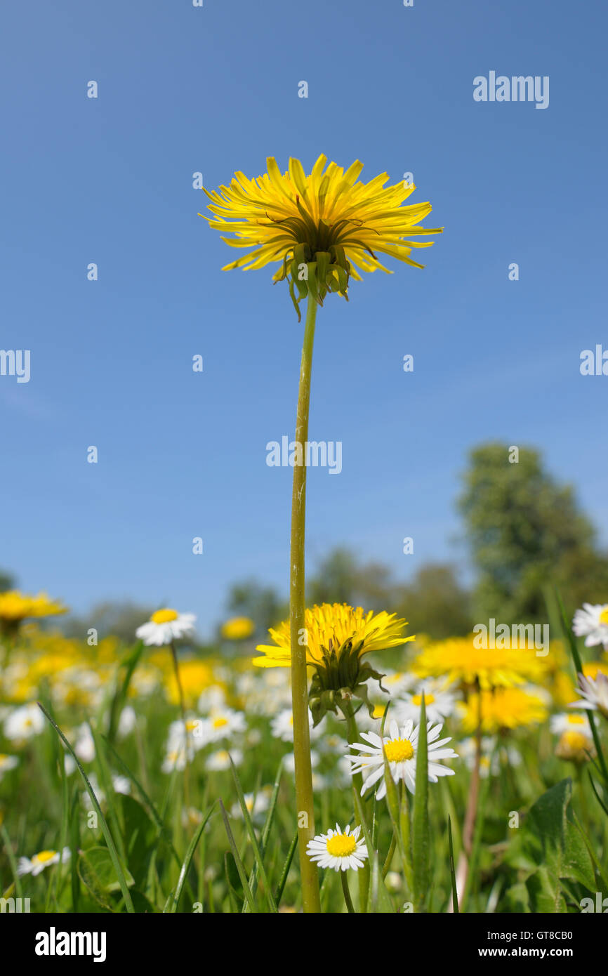 Closeup of Dandelion Stock Photo Alamy